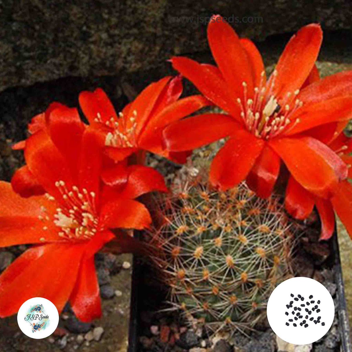 40 Seeds Mediolobivia brunescens Cactus Succulent seeds