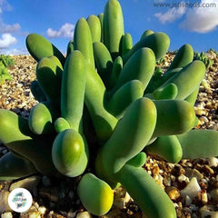 Dactylopsis digitata [RARE] / 40 seeds (Living Stones)