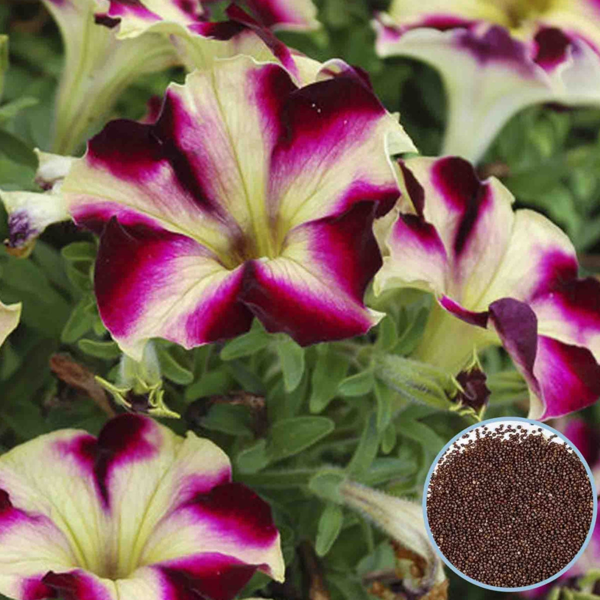 1000 Crazytunia Petunia Seeds Grandiflora, Multiflora, Milliflora Perennial Flowers Annual Seeds (Flower)