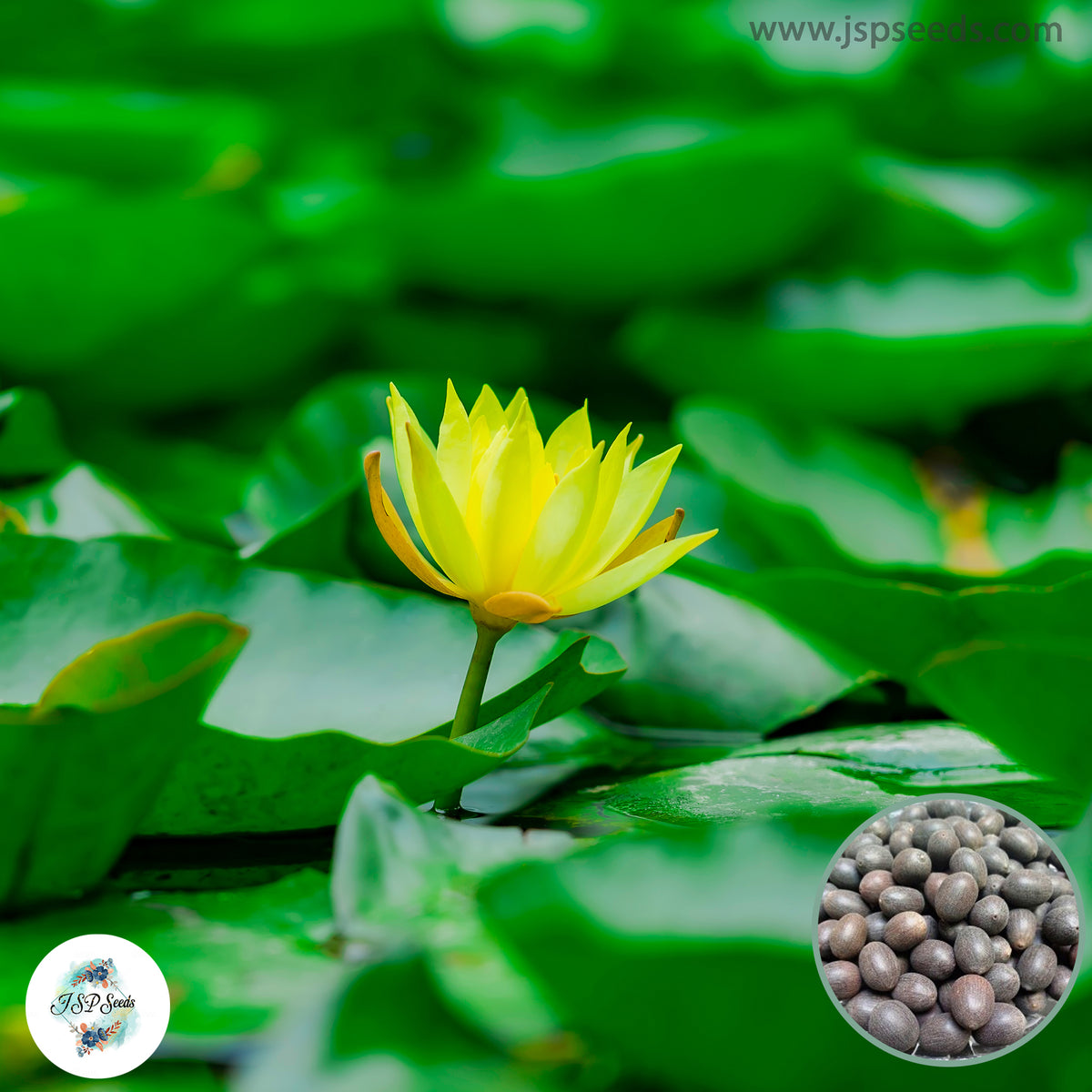 15 Thai Heirloom Lotus flower Bonsai Seeds Water Plants (Original Thai Seeds) 039