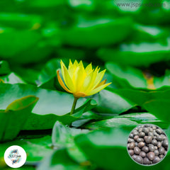 15 Thai Heirloom Lotus flower Bonsai Seeds Water Plants (Original Thai Seeds) 039