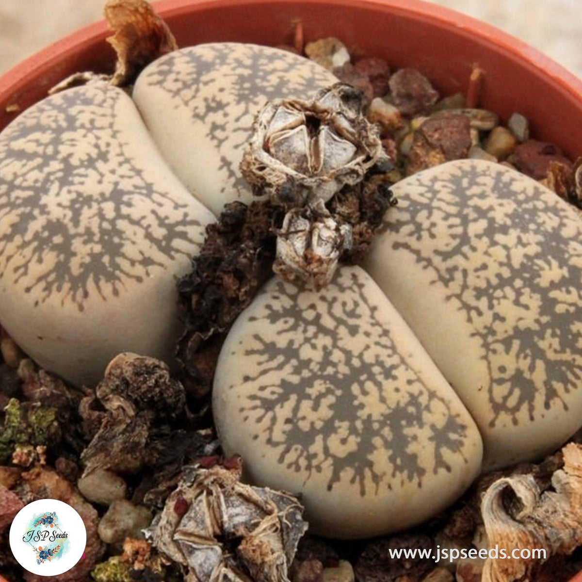 Lithops lesliei v burchellii / Living stones / 40 seeds