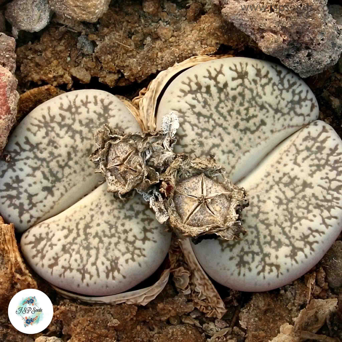 Lithops lesliei v venteri C001 / Living stones / 40 seeds