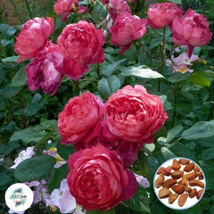 50 Heirloom Benjamin Britten English Rose flower Bonsai Garden Seeds