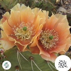 40 Seeds Opuntia phaeacantha Cactus Succulent seeds