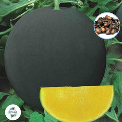 30 Black Yellow Watermelon Seeds Seedless Seeds (Asia Fruit)