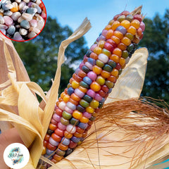 50 Rainbow Corn Organic Vegetable Planting Potted Home Garden Supplies Seeds