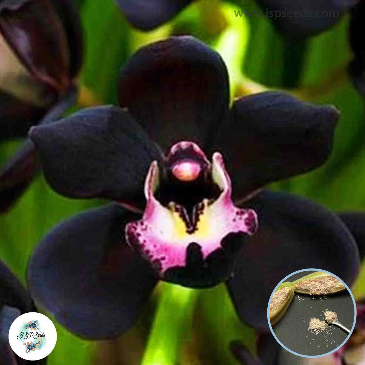 50 Unique Black Cymbidium Faberi Flower | Bonsai Garden Flowering ...