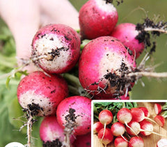 100 Sparkler White Tip Radish Organic Heirloom Seeds (Vegetable) Non Gmo