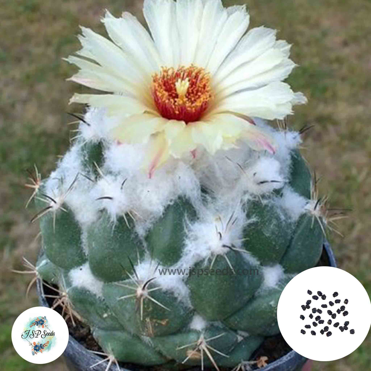 40 Seeds Coryphantha calipensis Cactus Succulent seeds