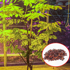 100 Rosewood (Dalbergia cochinchinensis) Seeds