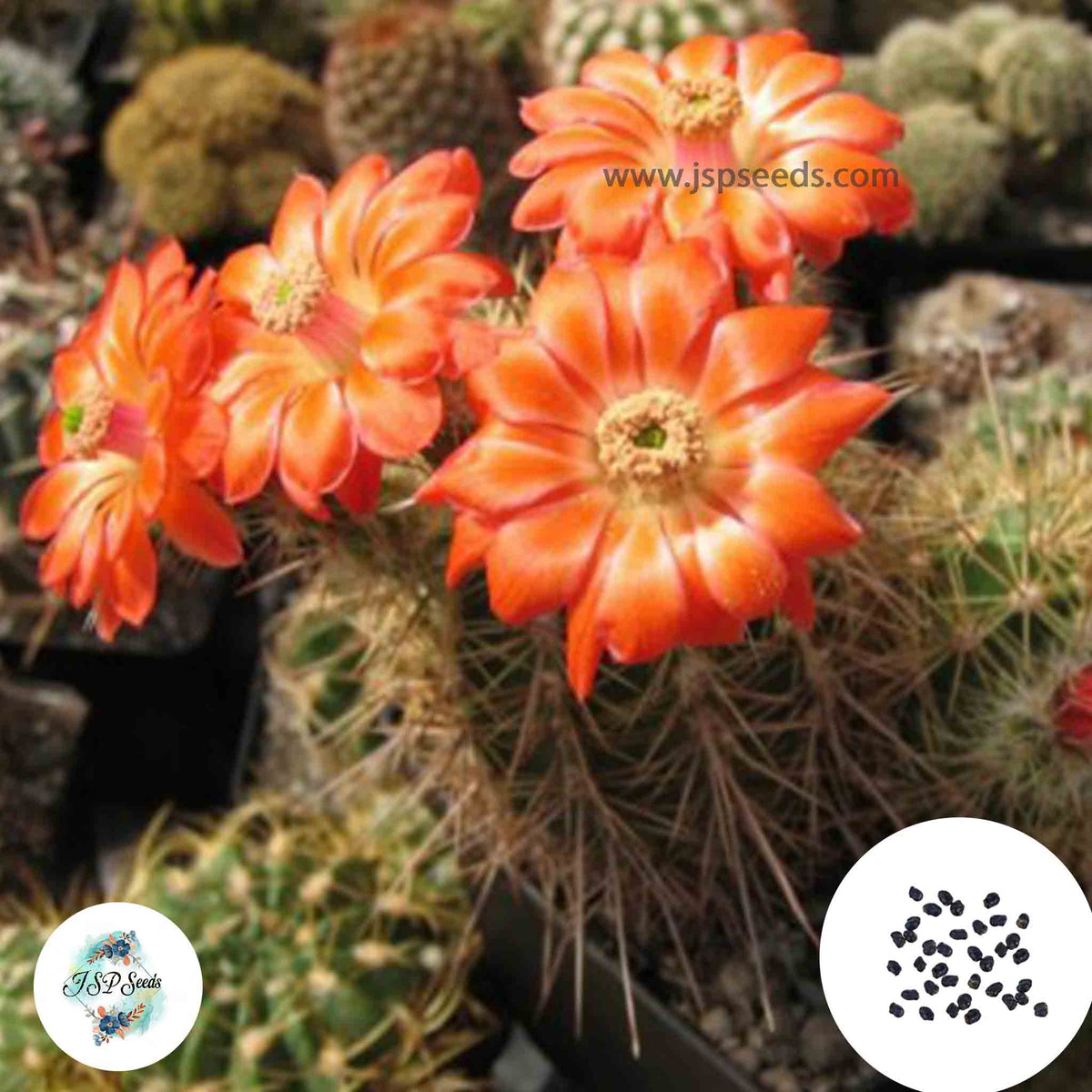 40 Seeds Echinocereus polyacanthus Cactus Succulent seeds