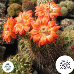 40 Seeds Echinocereus polyacanthus Cactus Succulent seeds