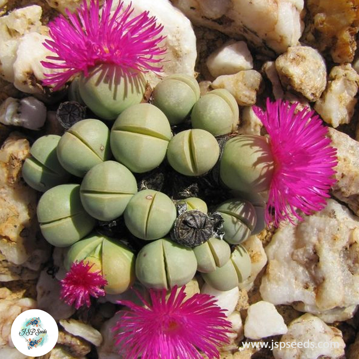 Argyroderma subalbum / 40 seeds per pack