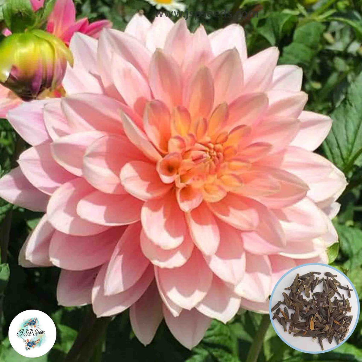 50 Gerrie Hoek Dahlia Seeds (Flower Garden Potted Plants)