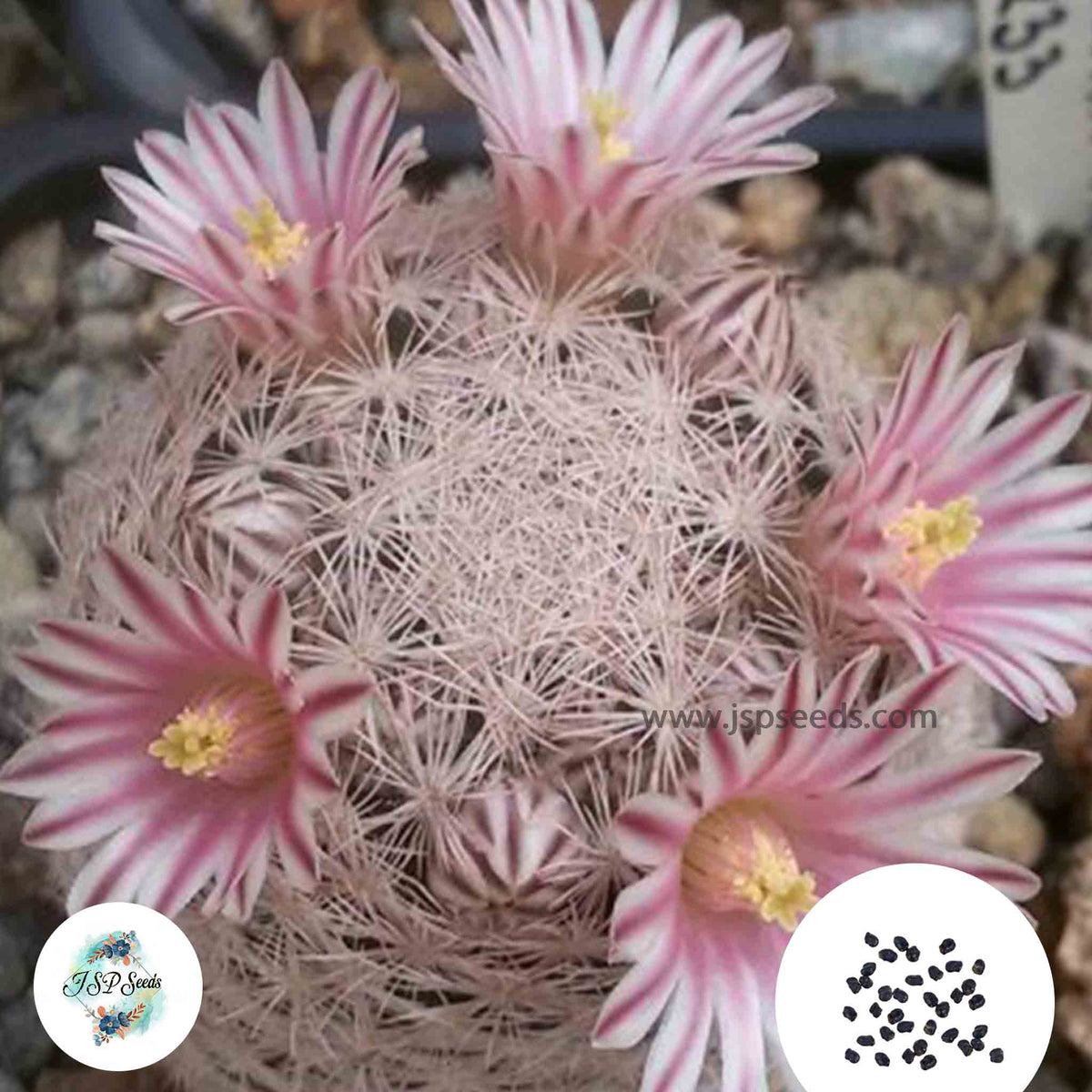 40 Seeds Mammillaria lasiacantha Cactus Succulent seeds