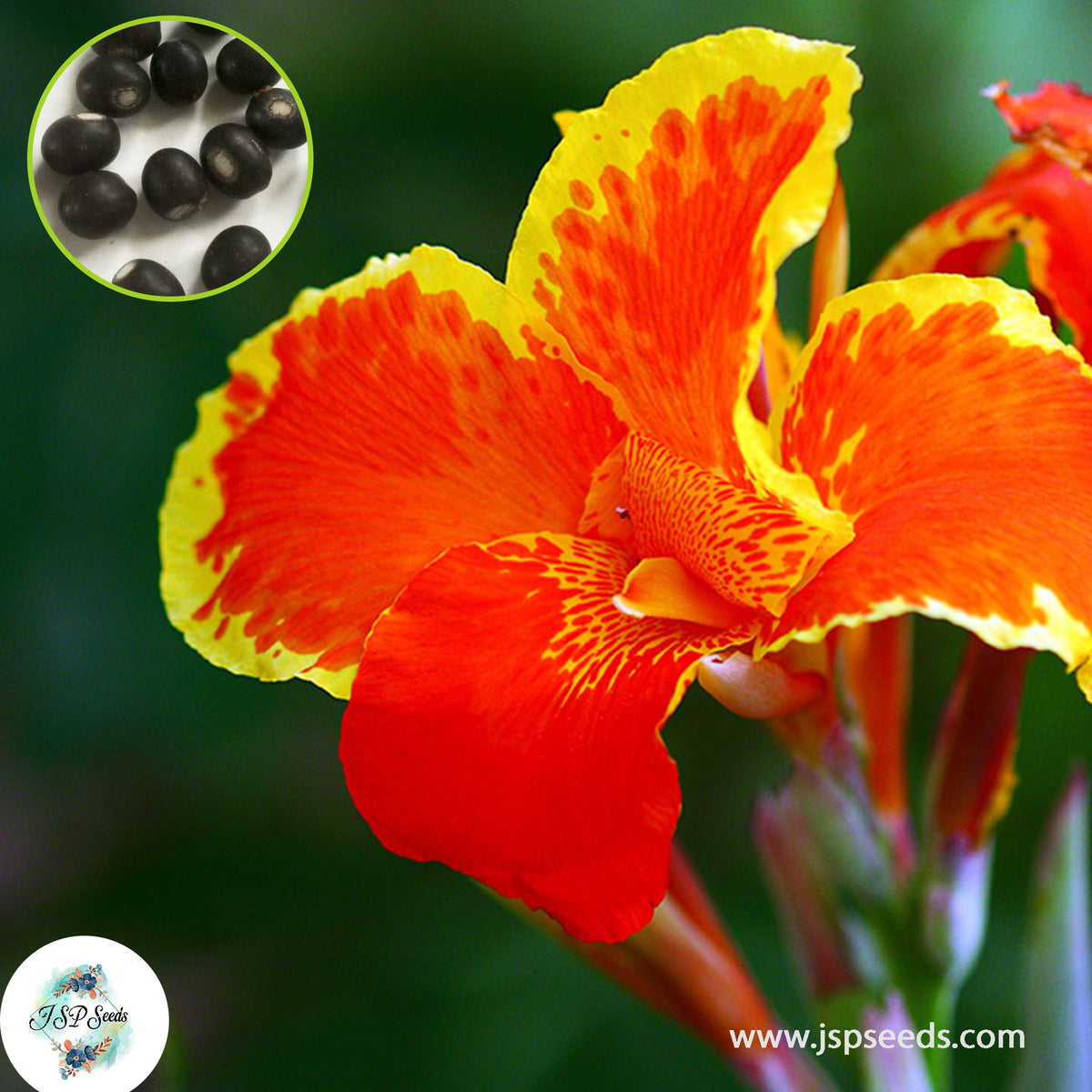 30 Dwarf Thai Orange CANNA LILY Indian Shot Canna Indica Flower Seeds Cannaceae (Asia Flower)