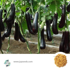 300 Mixed Black Long Eggplant Purple Organic Vegetables HerbHeirloom Seeds (Vegetable Potted Plants)