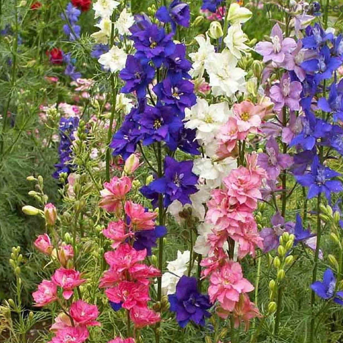 100 Imperial Rocket Larkspur Assorted Colors Imperial Rocket Larkspur Flower Seeds