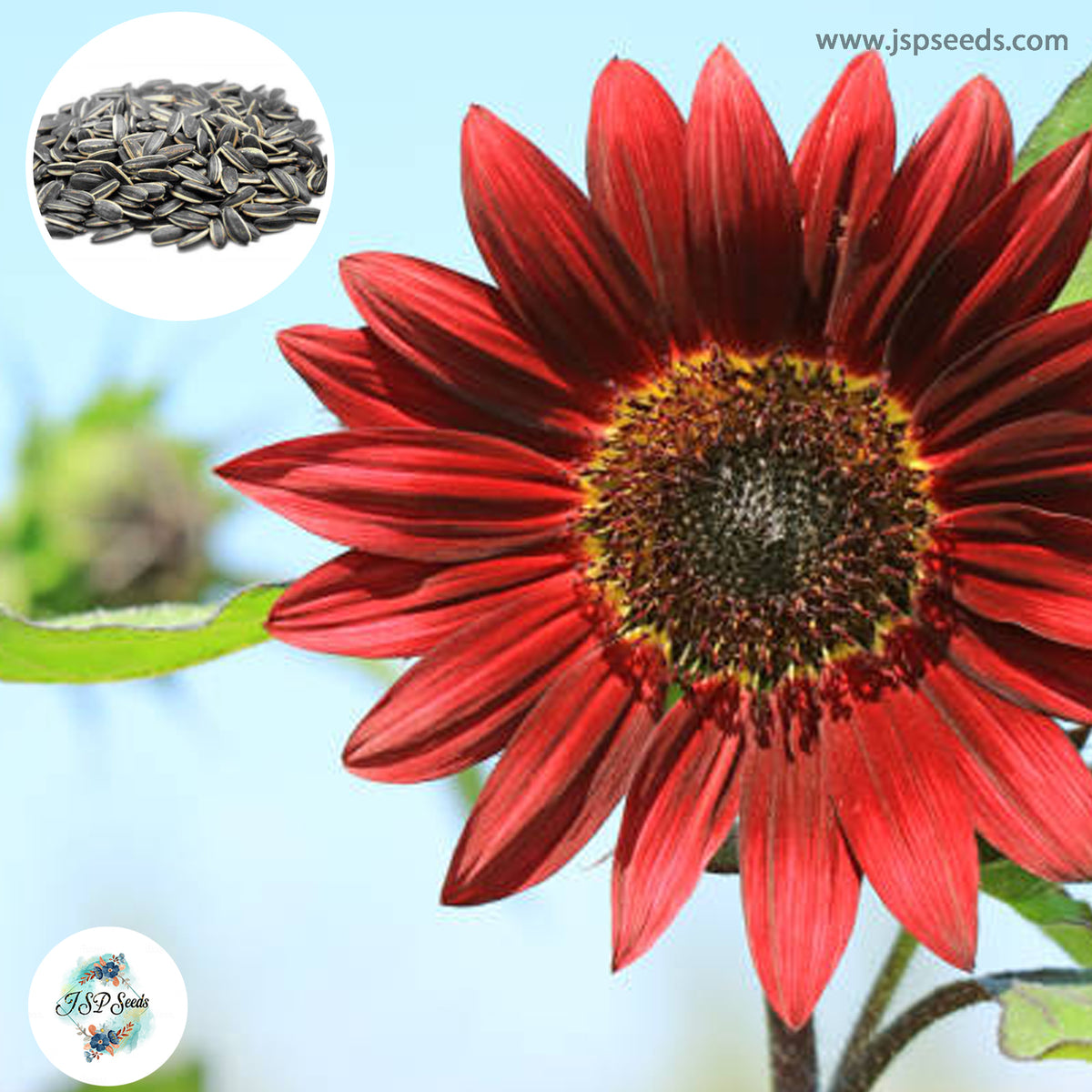 50 Red Sunflower Seeds (Flower Plants)