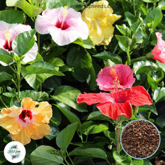 35 Mixed Hibiscus Beautiful Hardy Perennials Seeds (Asia Flower Garden Plants)