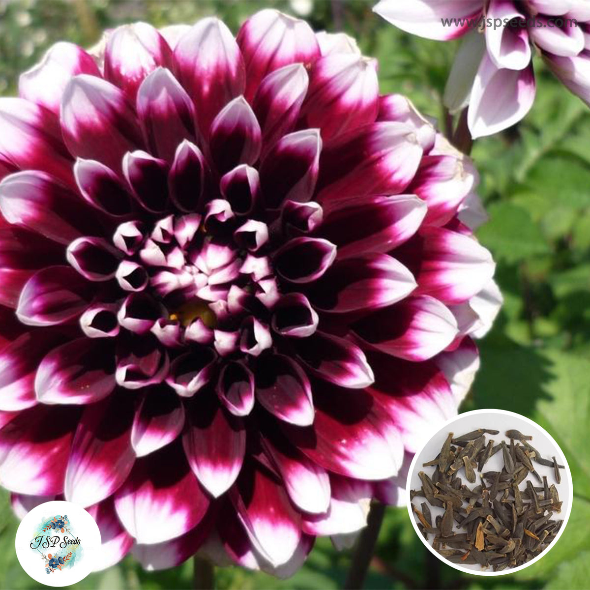 50 Rothsay Reveller Dahlia Seeds (Flower Garden Potted Plants)