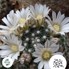 40 Seeds Mammillaria coahuilensporfiria Cactus Succulent seeds