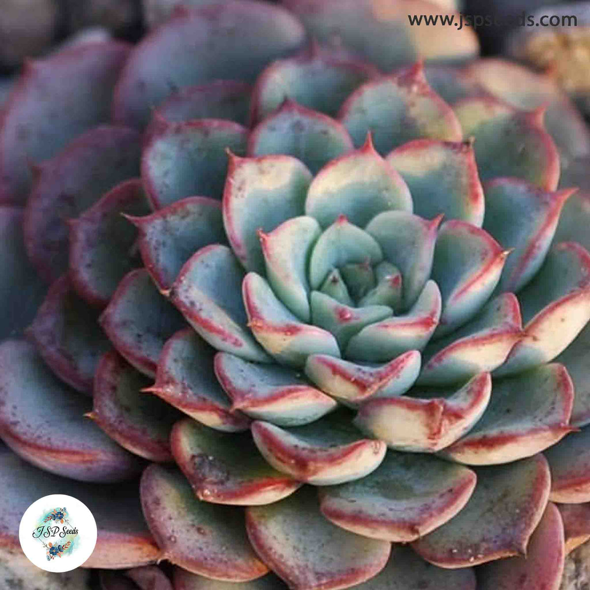 Echeveria sp El Encino / 40 seeds