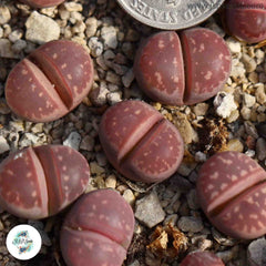 Lithops olivaceae v nebrownii ‘Red Olive’ [one pack only] / 40 seeds (Living Stones)