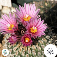 40 Seeds Turbinicarpus pulcherrimus Cactus Succulent seeds