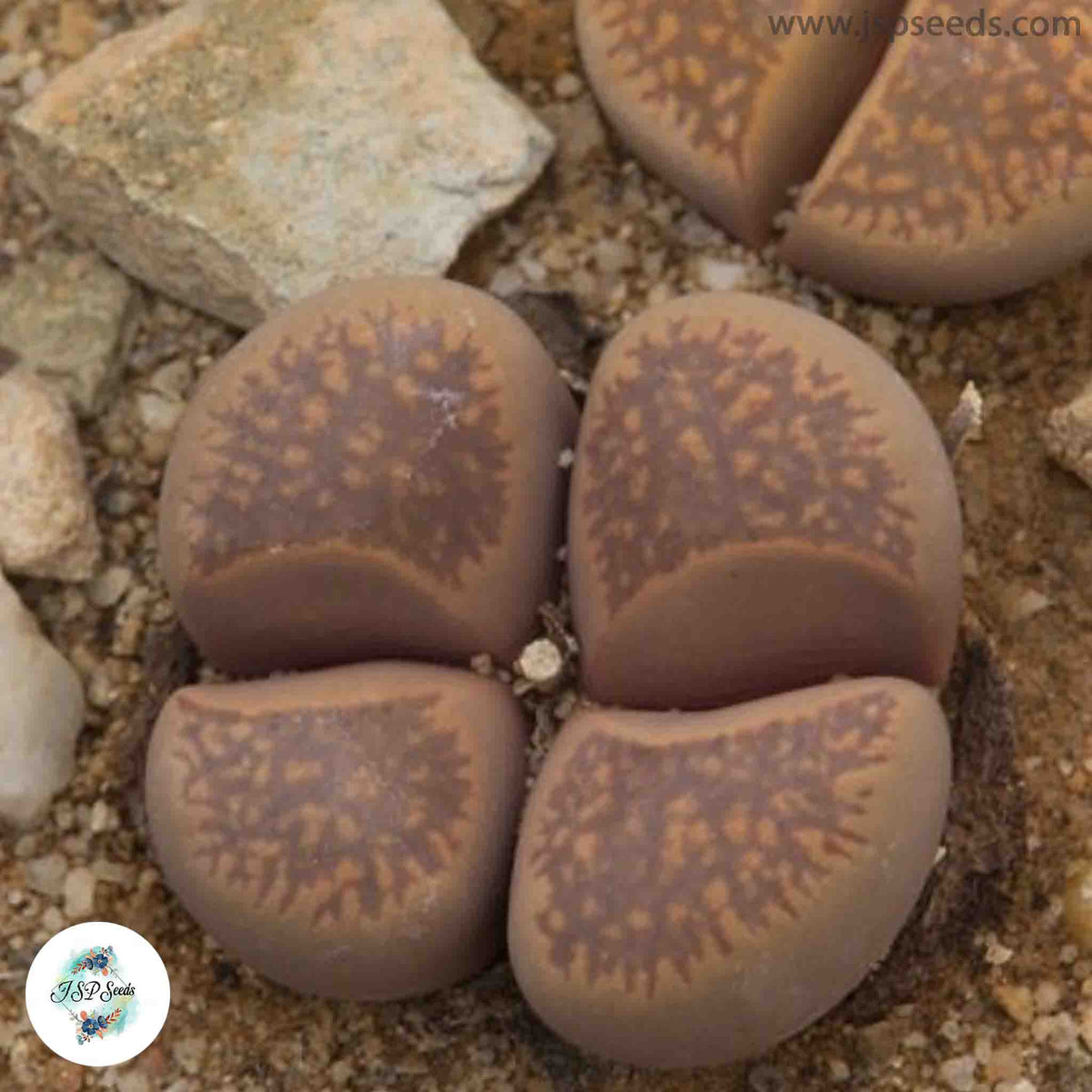 Lithops comptonii C377 / 40 seeds (Living Stones)