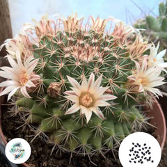 40 Seeds Mammillaria applanata Cactus Succulent seeds