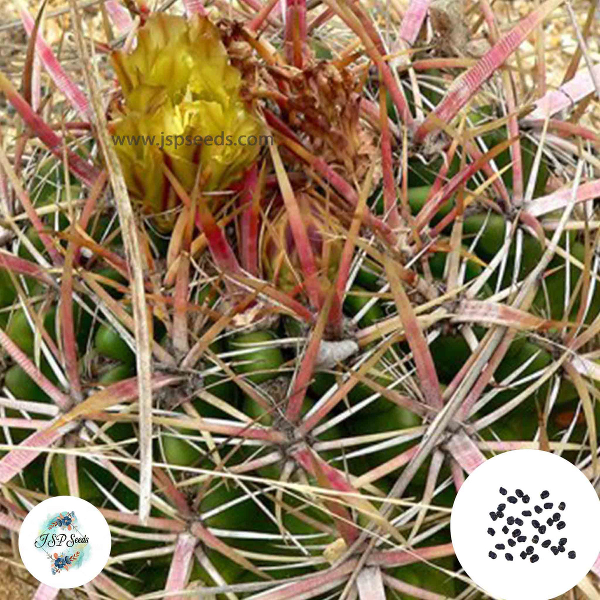 40 Seeds Ferocactus viridescens Cactus Succulent seeds