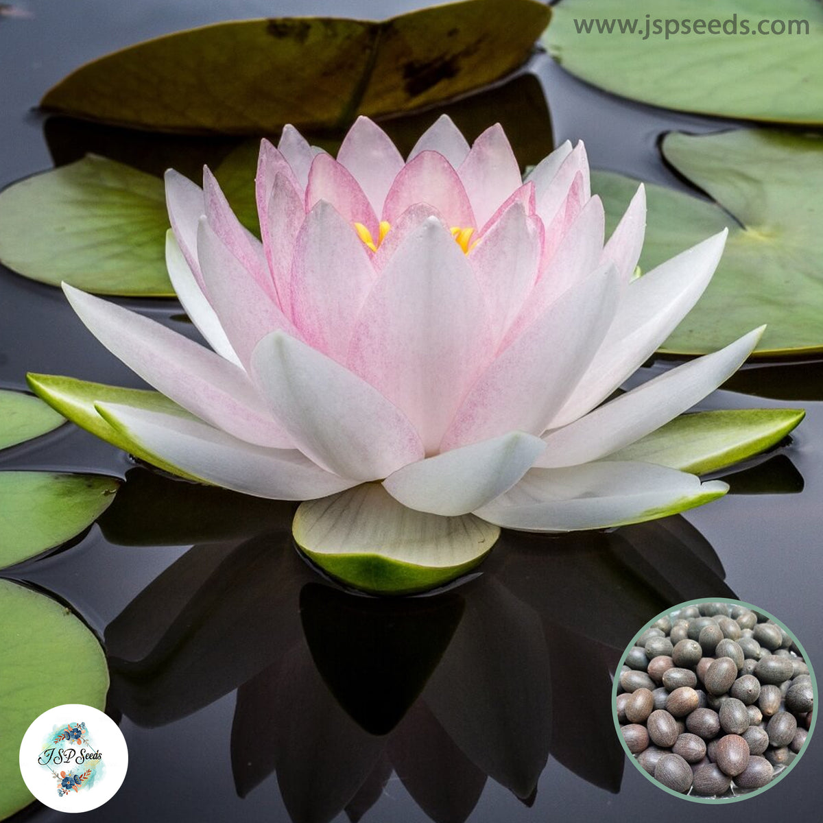 15 Thai Heirloom Lotus flower Bonsai Seeds Water Plants (Original Thai Seeds) 043