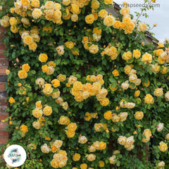 50 Heirloom Graham Thomas English Rose flower Bonsai Garden Seeds