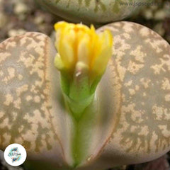 Lithops gesinae v annae C078 / 40 seeds