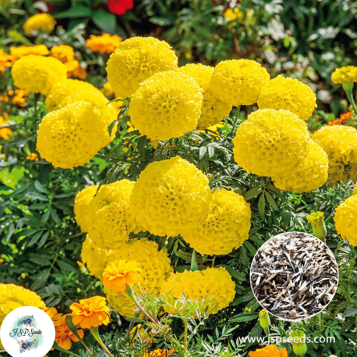 200 Mary Helen French Marigold Double Dwarf Flowers Heirloom Seeds (Asia Flower)