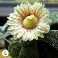 Aloinopsis rubrolineata / 40 seeds (Giant Jewel Plant)