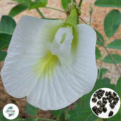 50 White Clitoria Ternatea Butterfly Blue Pea Vine Seeds (Asia Flower)