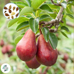 20 Red Pear Flores Pyrus Communis Organic Fruit Tree Plants In Bonsai Super Sweet Seeds