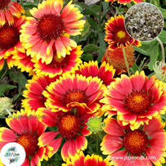 200 Blanket Flower Dwarf GOBLIN Gaillardia Perennial Flower Non-GMO Seeds