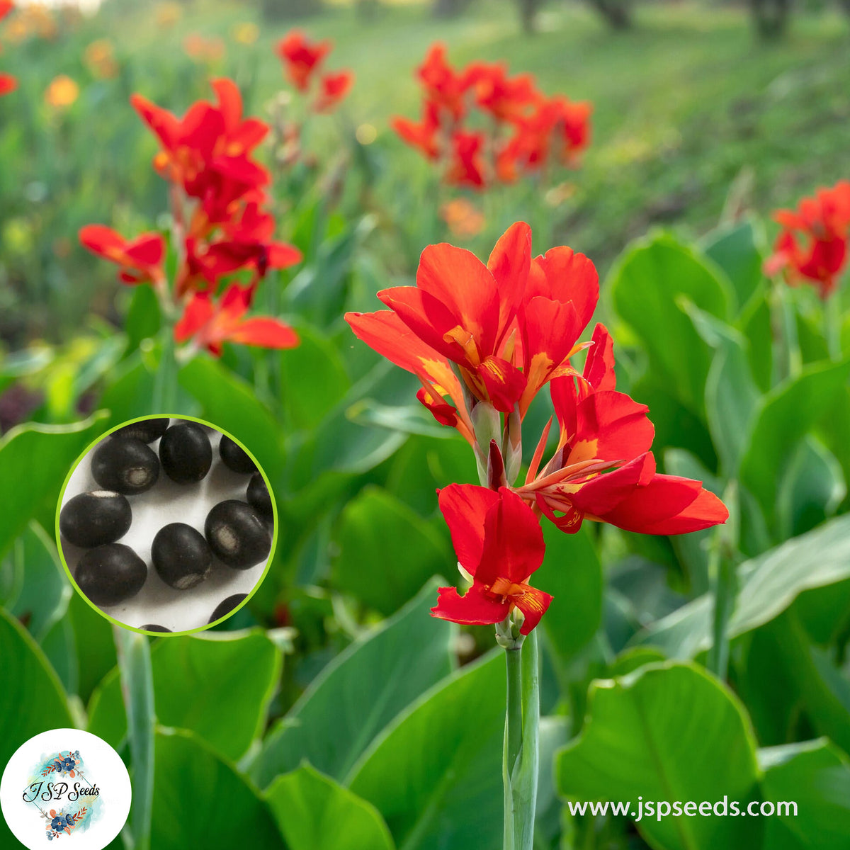 30 Australia CANNA LILY Indian Shot Canna Indica Flower Seeds Cannaceae (Asia Flower)