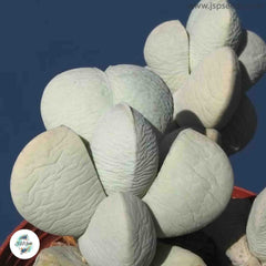Namibia ponderosa / 40 seeds (Living Stones)