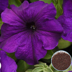 1000 Purple Supercascade Petunia Seeds Grandiflora, Multiflora, Milliflora Perennial Flowers Annual Seeds (Flower)