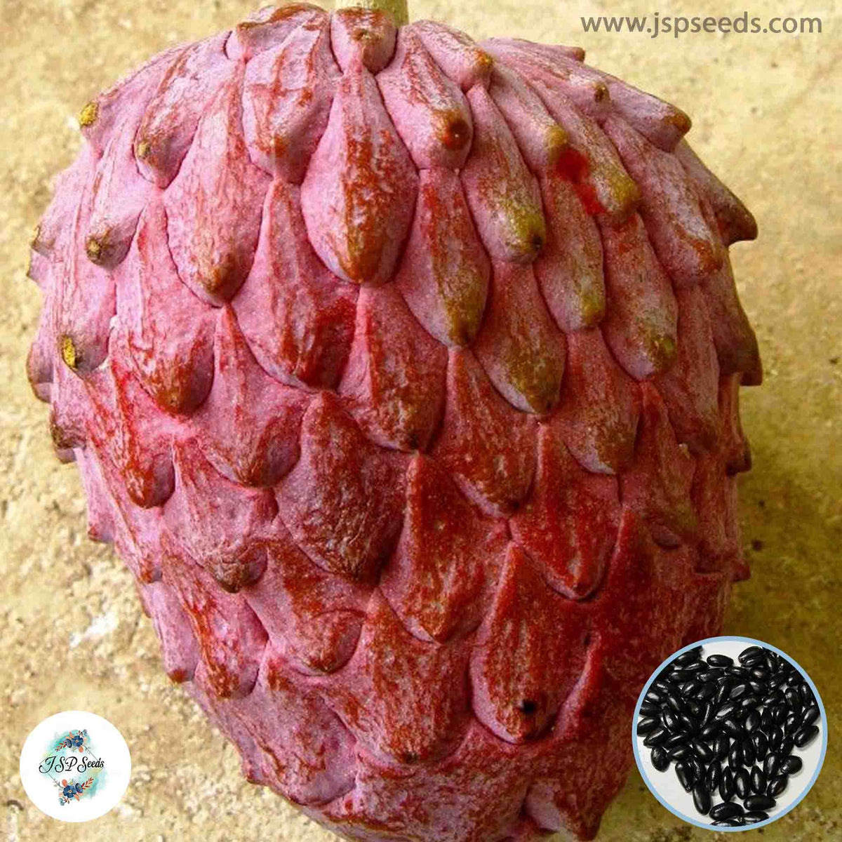 30 Red Israel Sugar Apple Custard Apple Seeds Annona Seeds Ceylon Seeds Sweet Fruit Plant (Asia Fruit)