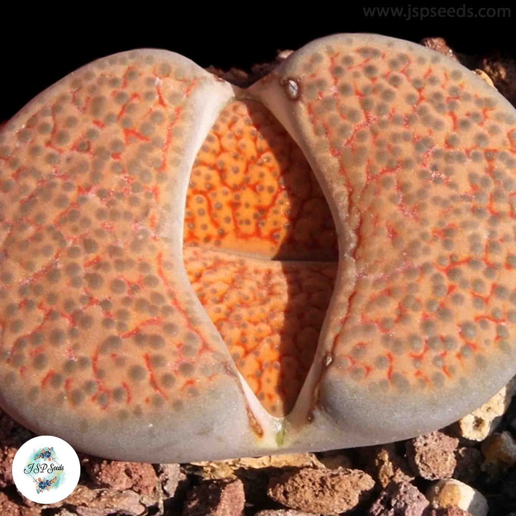 Lithops - Guida Completa Alle Piante Vivipara: Coltivazione E Cura - Foto 2
