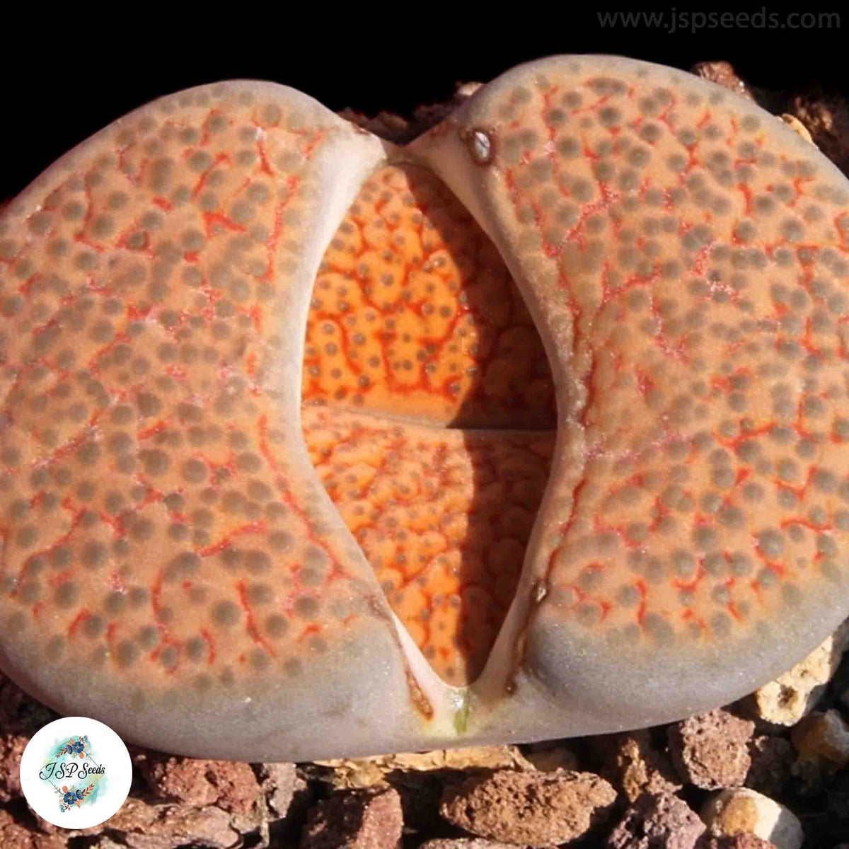 Lithops fulviceps C170 / 40 seeds