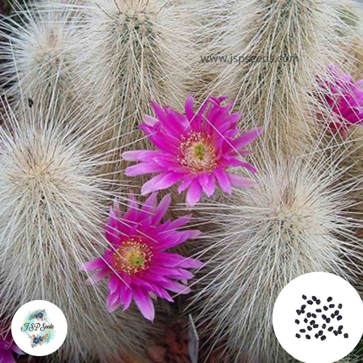 40 Seeds Echinocereus longisetus Cactus Succulent seeds