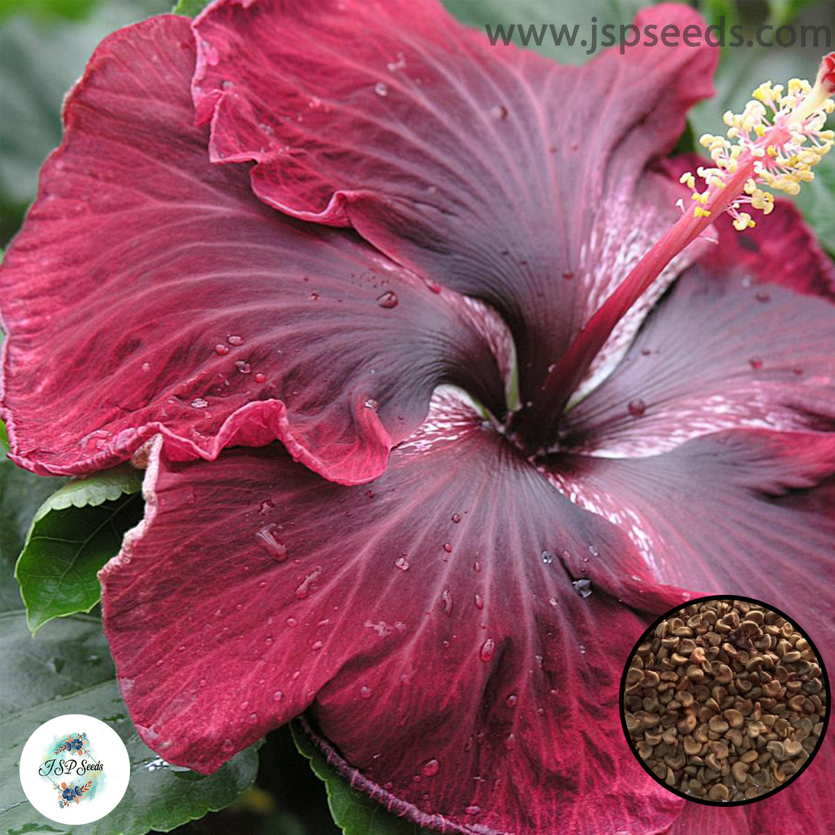 35 Red Hibiscus Beautiful Hardy Perennials Seeds (Asia Flower Garden Plants)