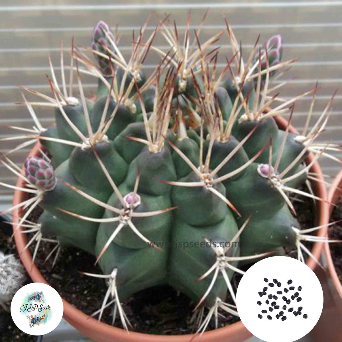 40 Seeds Gymnocalycium schickendatzii Cactus Succulent seeds